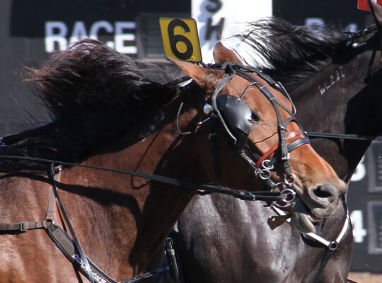 Harness Racing