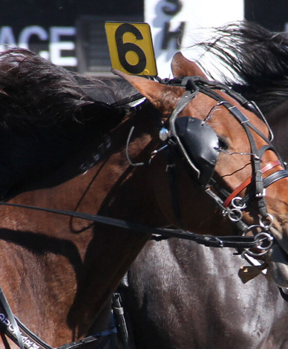 Harness Racing