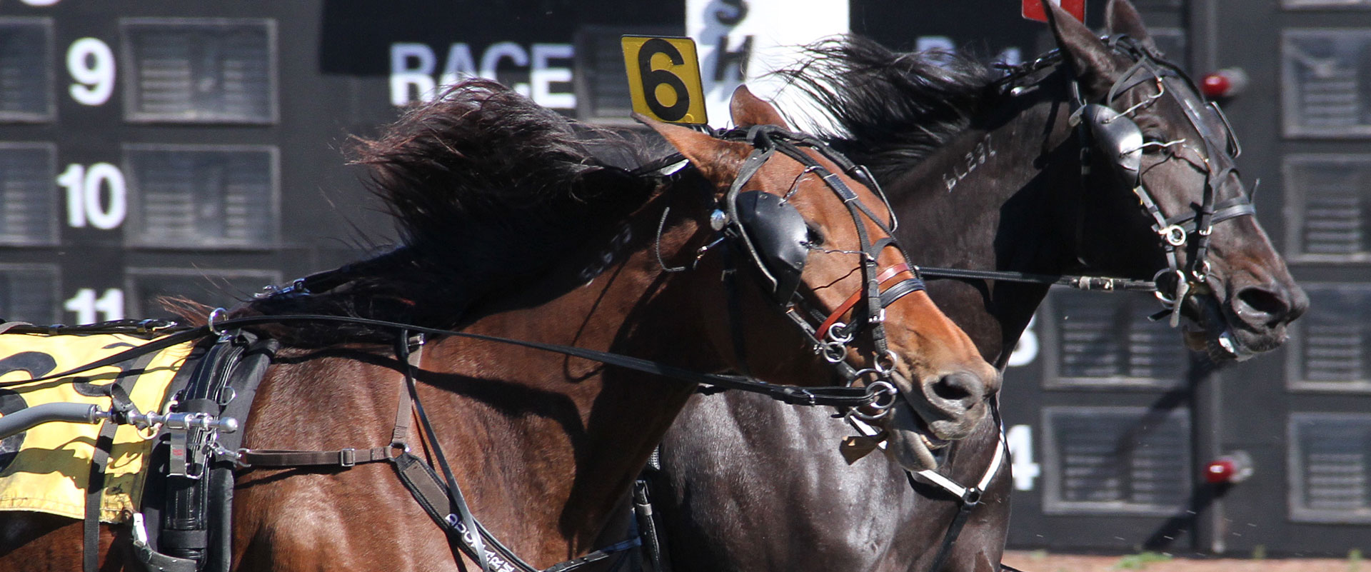 Harness Racing